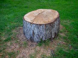 Best Emergency Tree Removal  in Gardena, CA