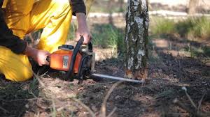 Best Tree and Shrub Care  in Gardena, CA