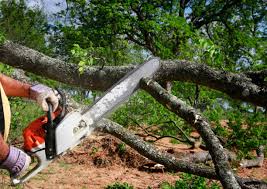 Best Tree Preservation Services  in Gardena, CA