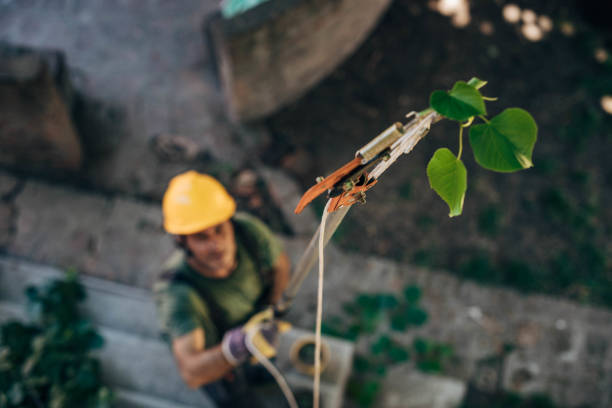 Best Seasonal Cleanup (Spring/Fall)  in Gardena, CA
