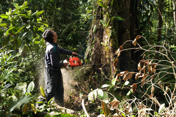 Best Stump Grinding and Removal  in Gardena, CA