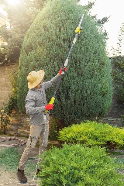 How Our Tree Care Process Works  in  Gardena, CA
