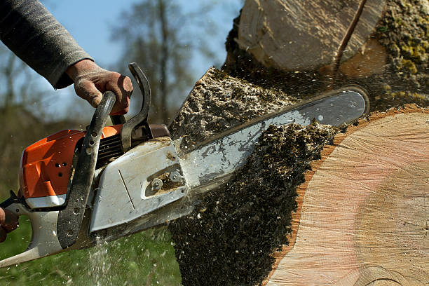 Best Lawn Grading and Leveling  in Gardena, CA