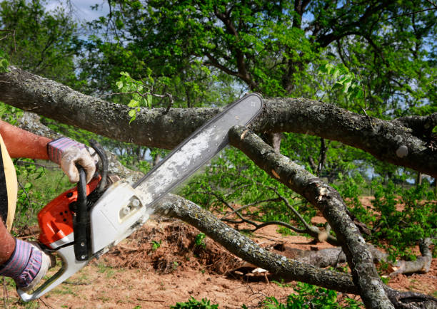 Best Tree Maintenance Programs  in Gardena, CA