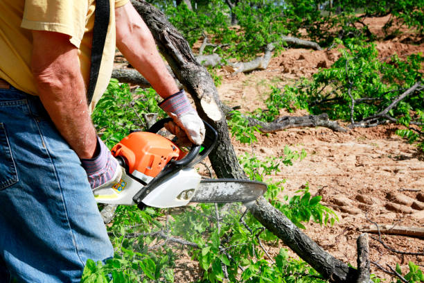 Best Weed Control  in Gardena, CA